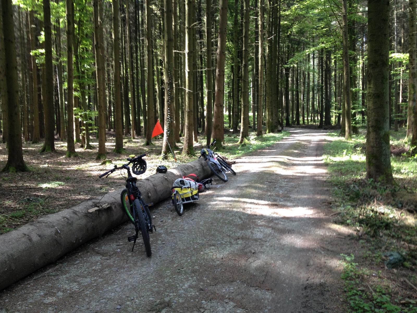 Wald